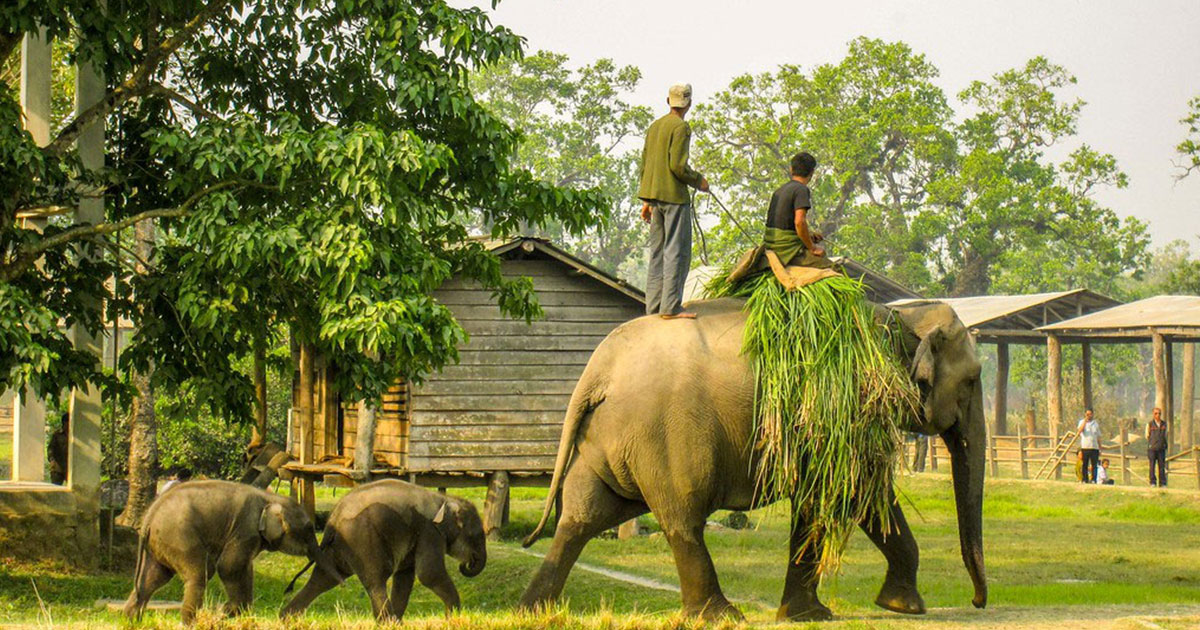 Elephant Breeding Center