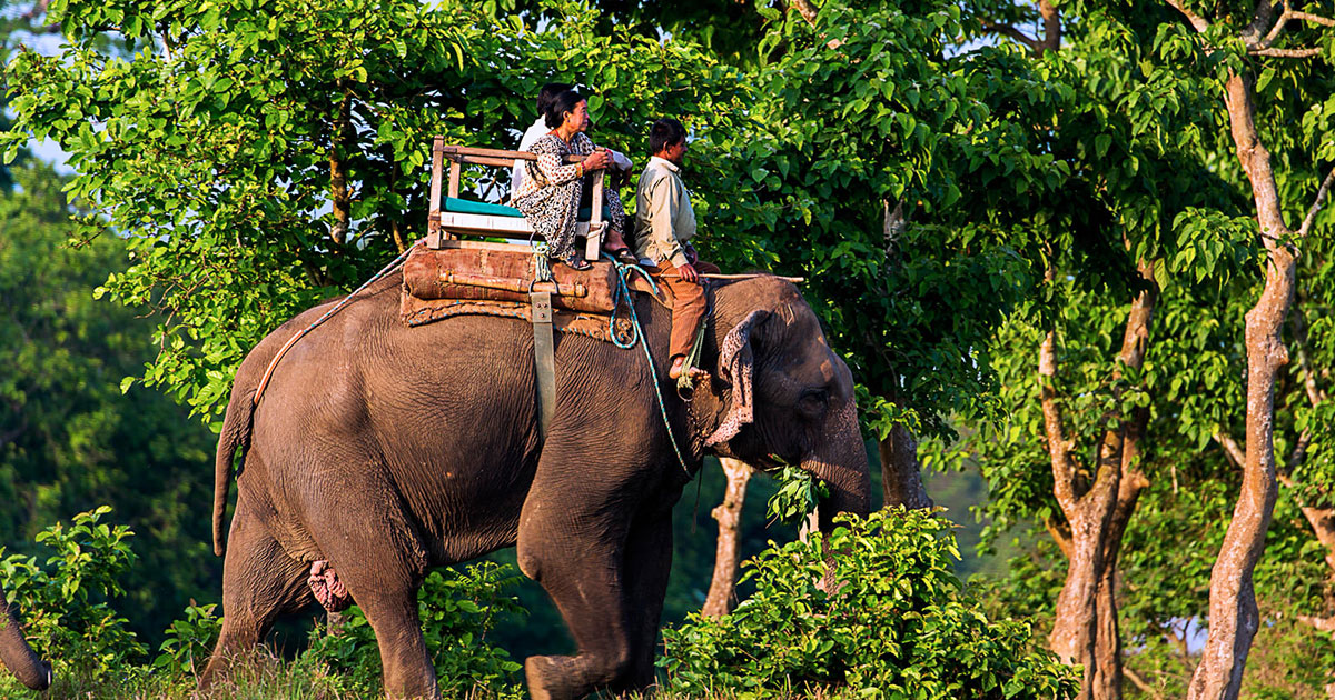 Jungle Safari