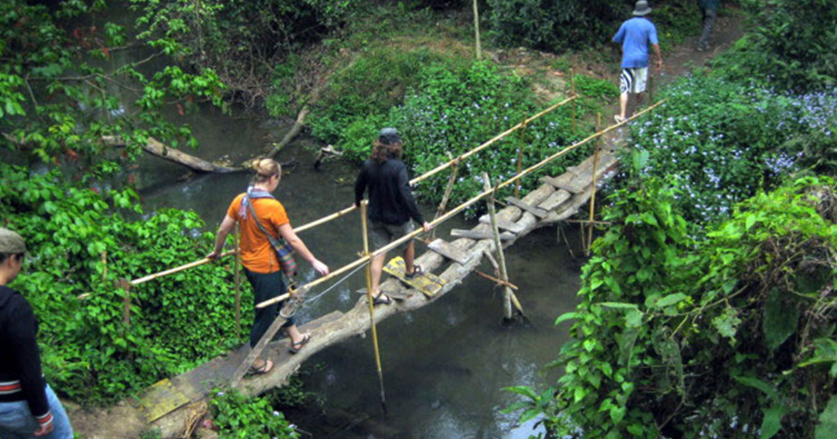 Jungle Walk